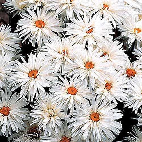 How to Grow and Care for Shasta Daisies