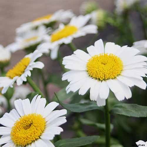 How to Grow and Care for Shasta Daisies
