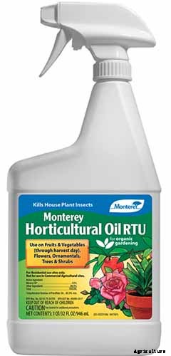 How to Grow and Care for Shasta Daisies