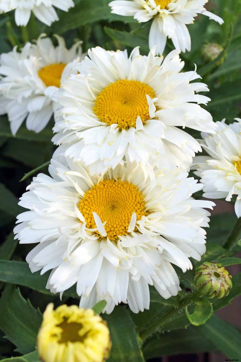 How to Grow and Care for Shasta Daisies