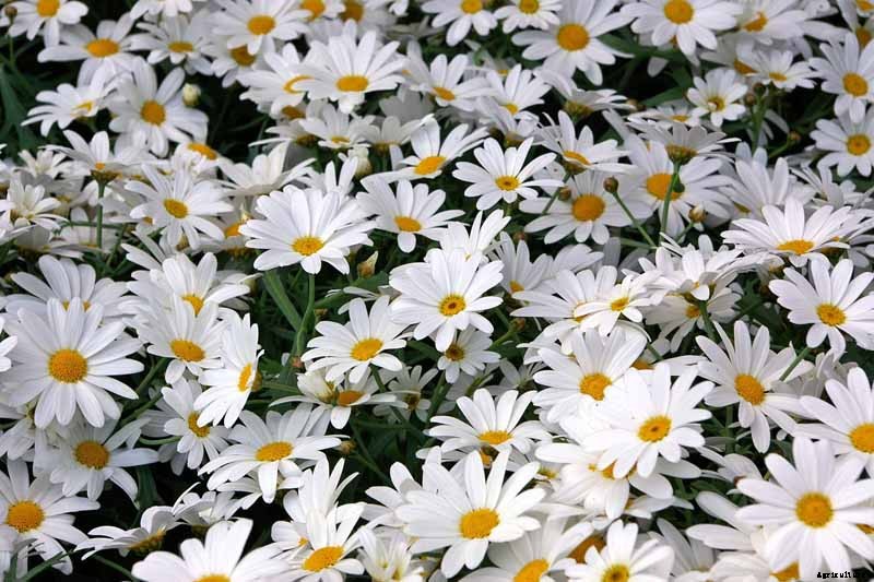 How to Grow and Care for Shasta Daisies