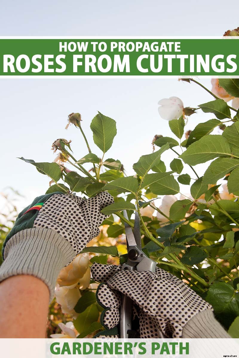 How to Propagate Roses from Cuttings