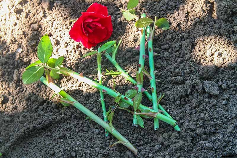 How to Propagate Roses from Cuttings