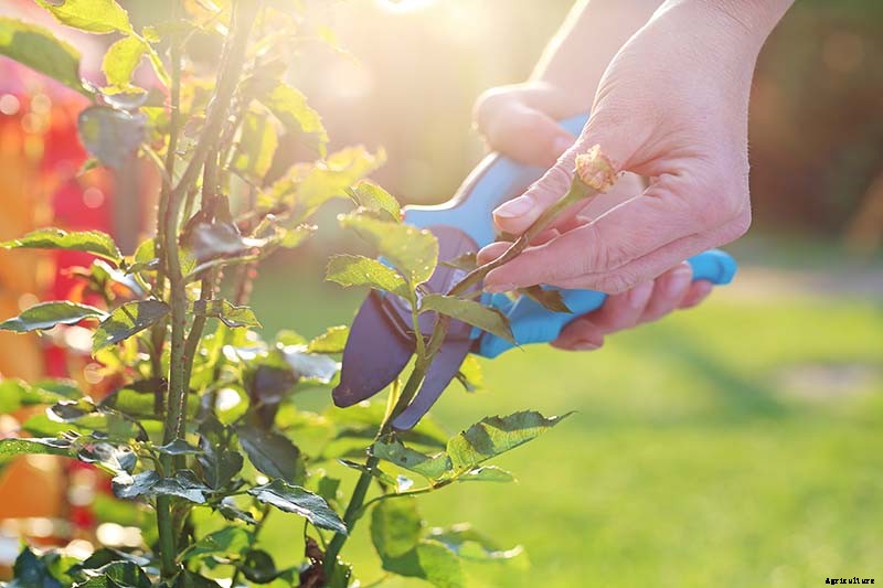 How to Propagate Roses from Cuttings