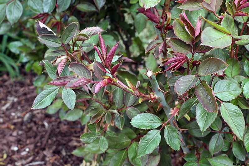 How to Propagate Roses from Cuttings