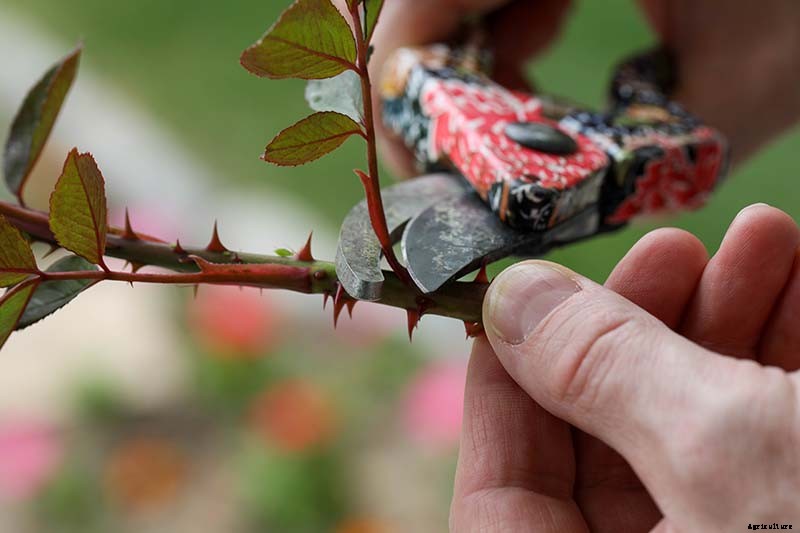 How to Propagate Roses from Cuttings