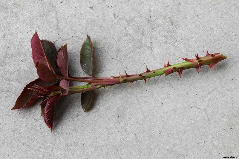 How to Propagate Roses from Cuttings
