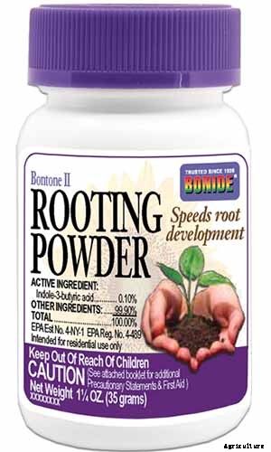 How to Propagate Roses from Cuttings