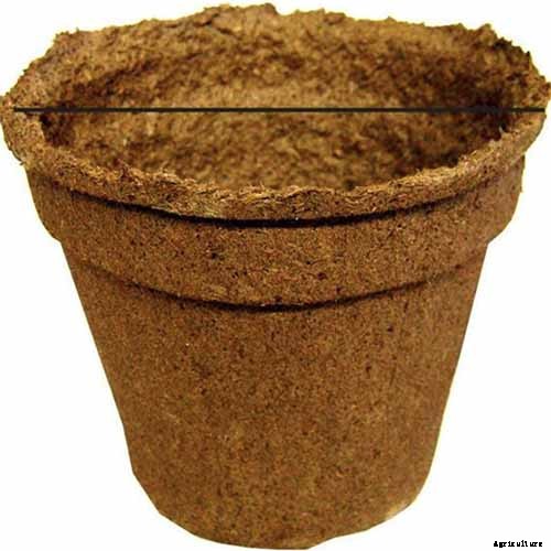 How to Propagate Roses from Cuttings