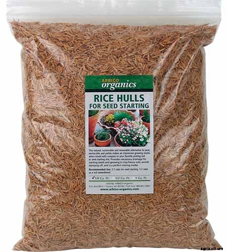 How to Propagate Roses from Cuttings