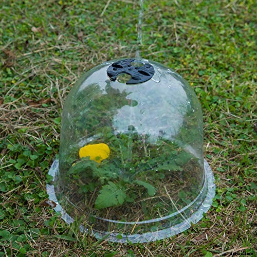 How to Propagate Roses from Cuttings