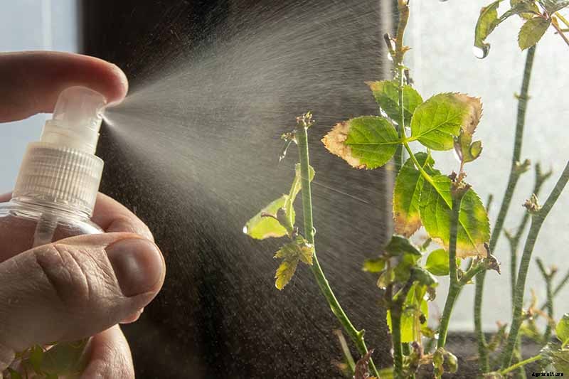 How to Propagate Roses from Cuttings