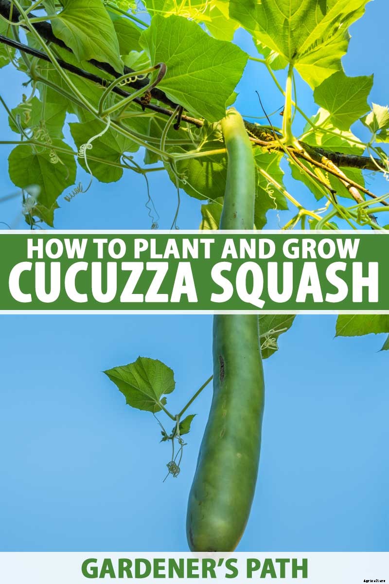 How to Plant and Grow Italian Cucuzza Squash