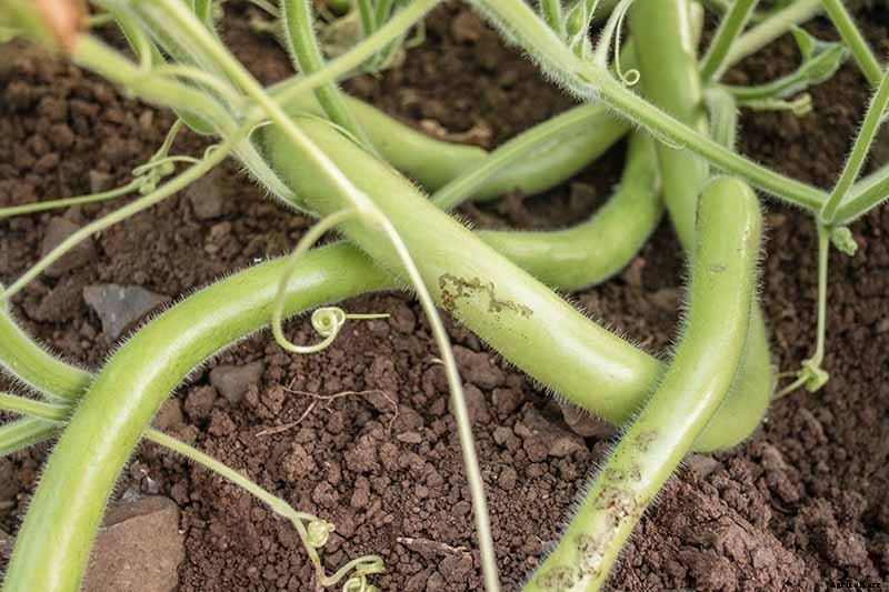 How to Plant and Grow Italian Cucuzza Squash
