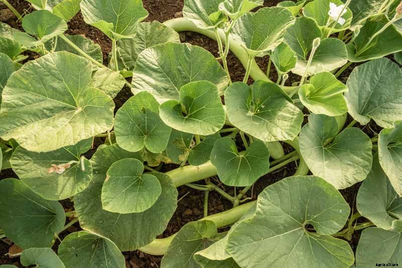 How to Plant and Grow Italian Cucuzza Squash