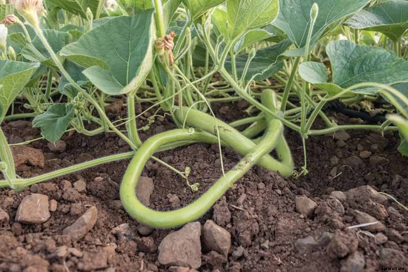 How to Plant and Grow Italian Cucuzza Squash