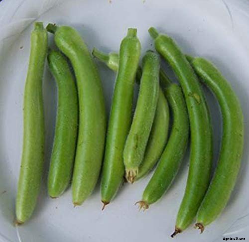 How to Plant and Grow Italian Cucuzza Squash