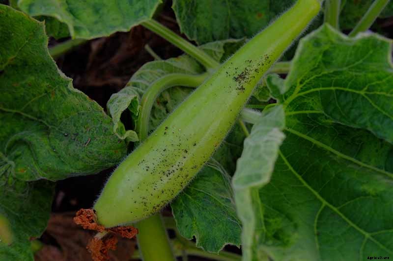 How to Plant and Grow Italian Cucuzza Squash