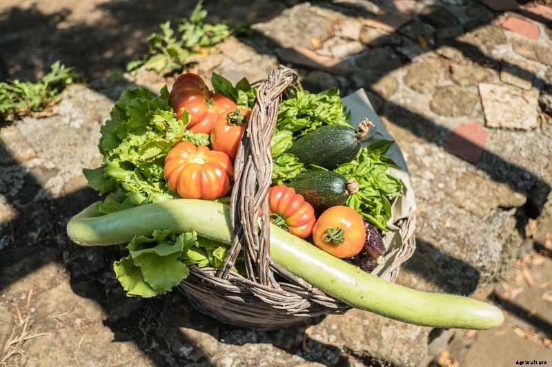 How to Plant and Grow Italian Cucuzza Squash