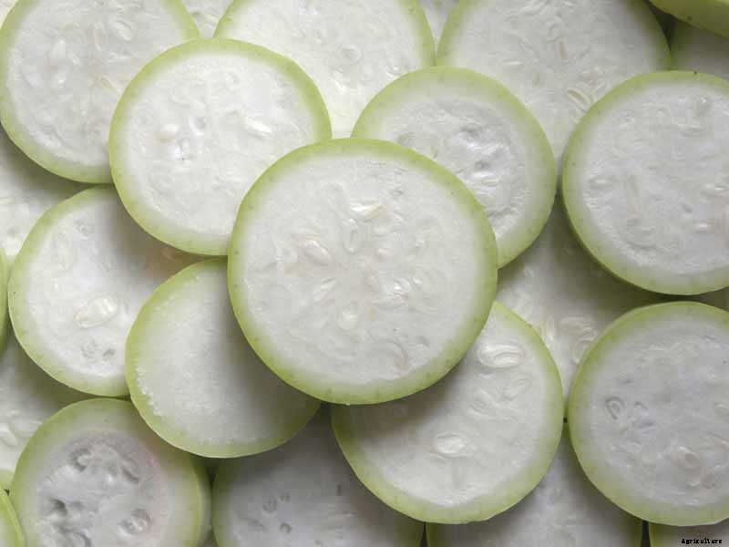 How to Plant and Grow Italian Cucuzza Squash