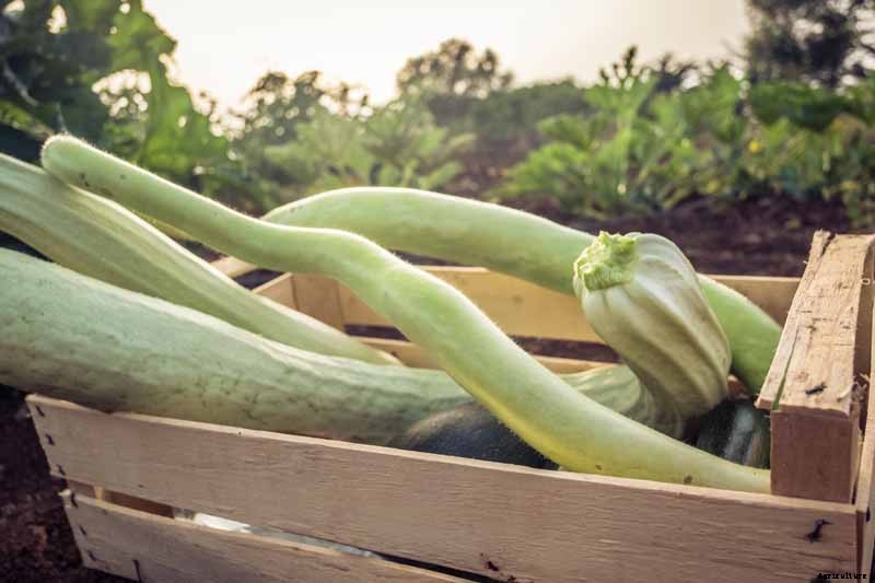 How to Plant and Grow Italian Cucuzza Squash