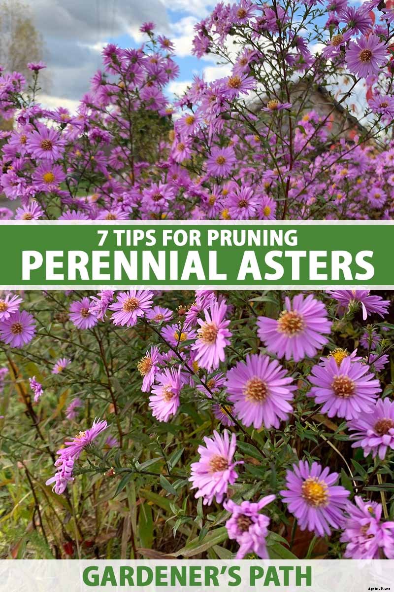 7 Tips for Pruning Perennial Asters