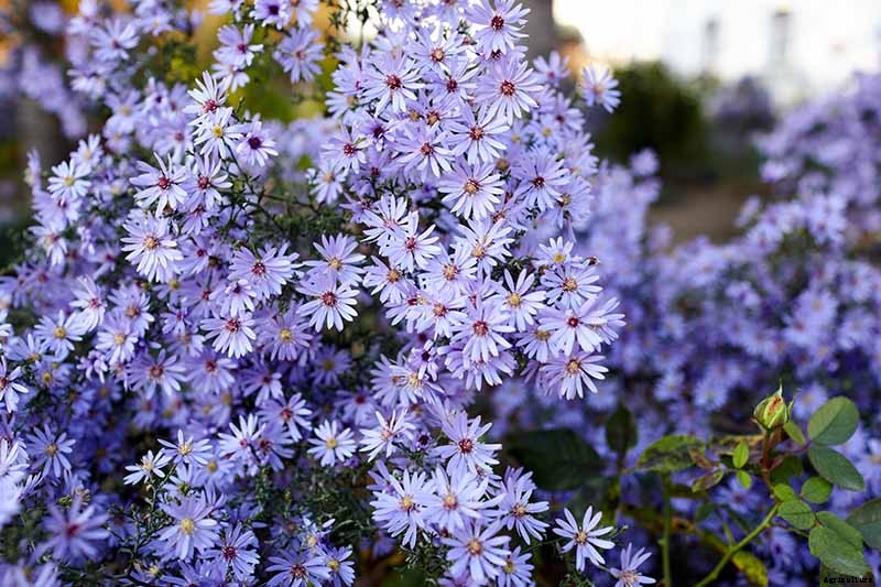 7 Tips for Pruning Perennial Asters