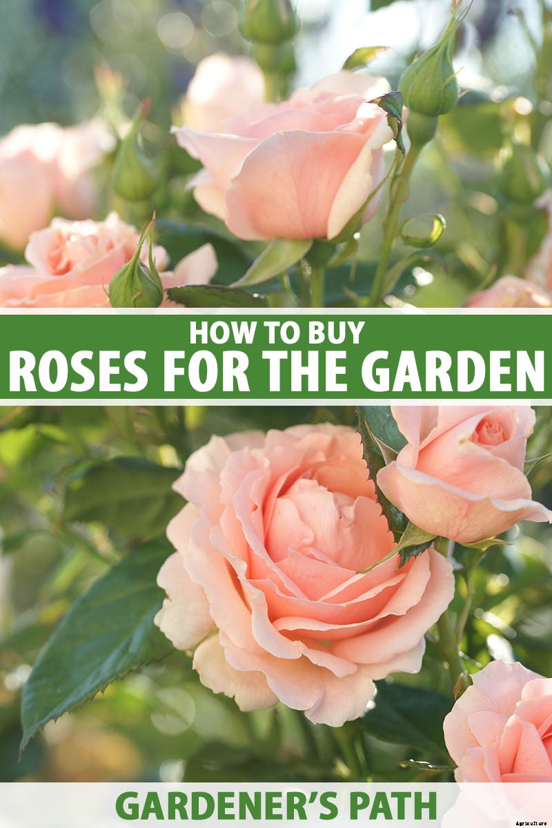 Everything You Need to Know About Buying Rose Bushes
