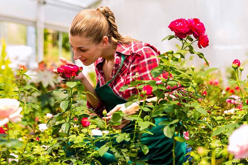 Everything You Need to Know About Buying Rose Bushes