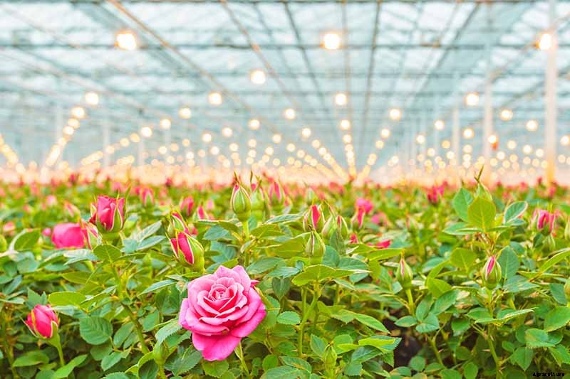 Everything You Need to Know About Buying Rose Bushes