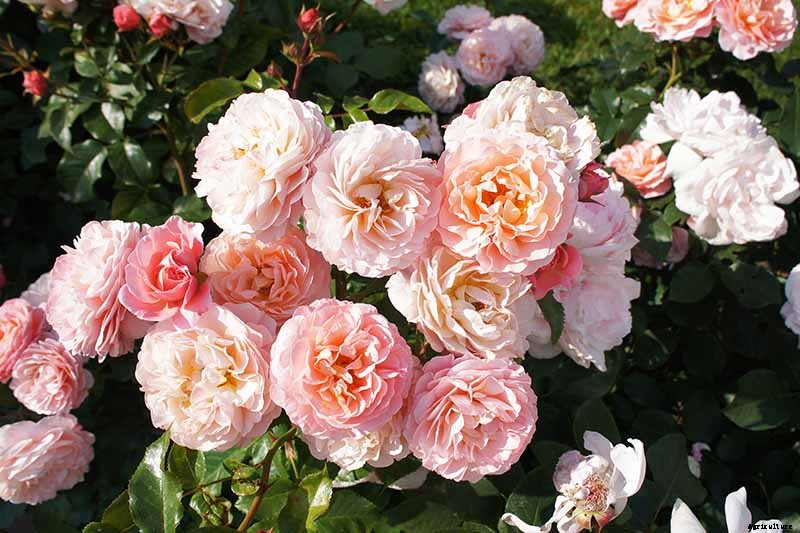 Everything You Need to Know About Buying Rose Bushes