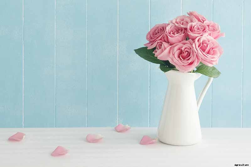 Everything You Need to Know About Buying Rose Bushes