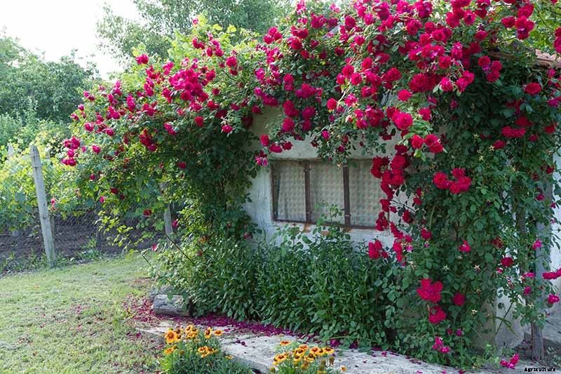 Everything You Need to Know About Buying Rose Bushes