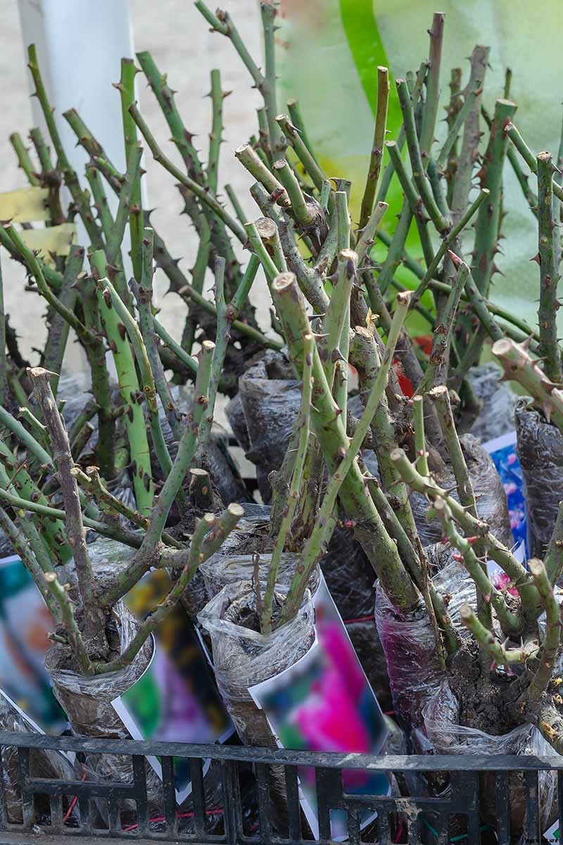 Everything You Need to Know About Buying Rose Bushes