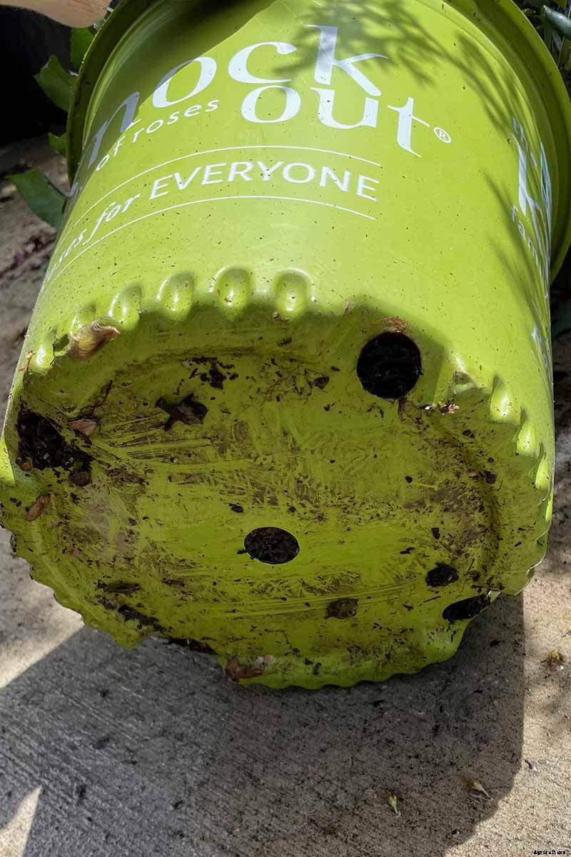 Everything You Need to Know About Buying Rose Bushes