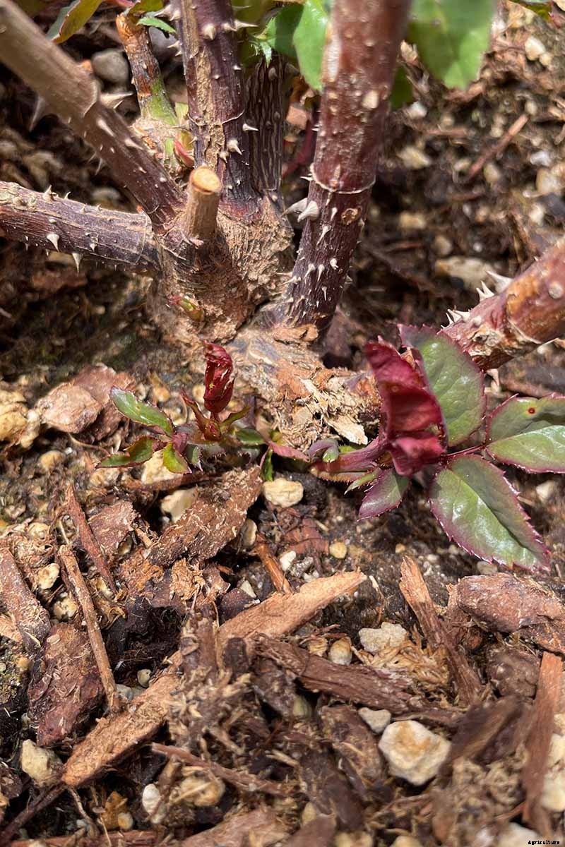 Everything You Need to Know About Buying Rose Bushes