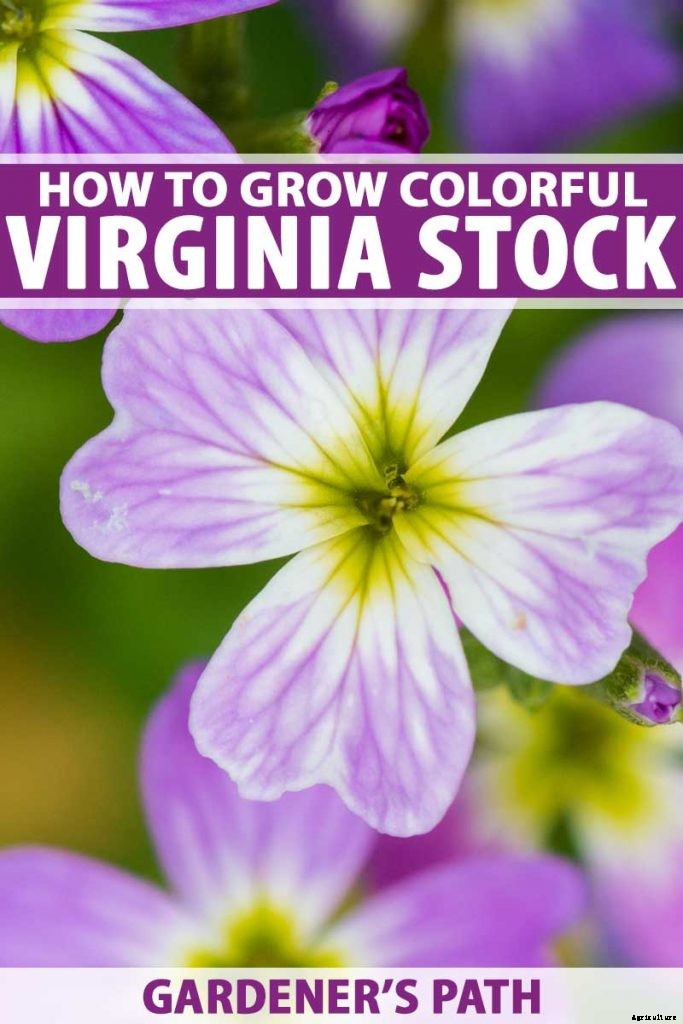 How to Grow Virginia Stock, A Cordial Summer Visitor