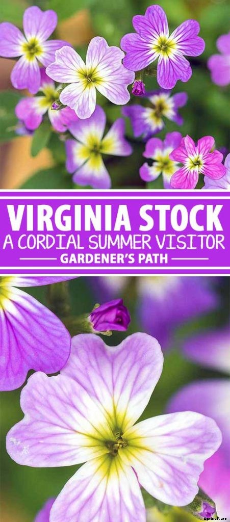 How to Grow Virginia Stock, A Cordial Summer Visitor
