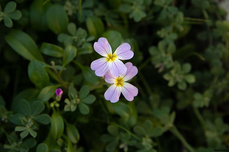 How to Grow Virginia Stock, A Cordial Summer Visitor