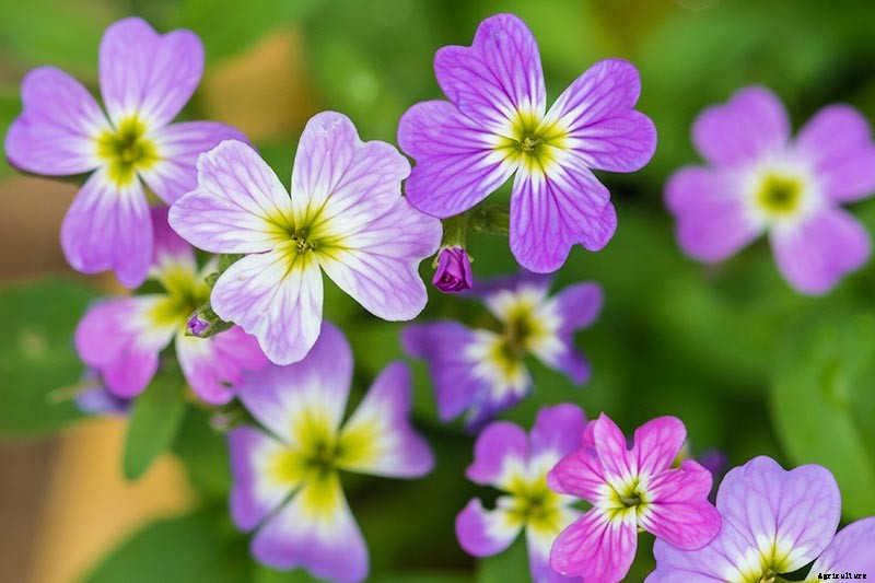 How to Grow Virginia Stock, A Cordial Summer Visitor