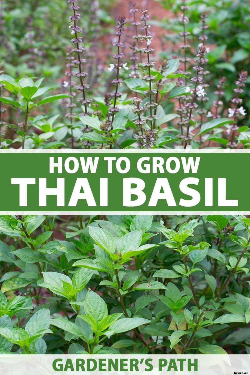 How to Grow Thai Basil in Your Herb Garden