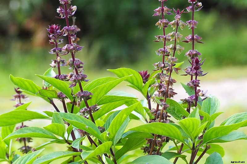 How to Grow Thai Basil in Your Herb Garden