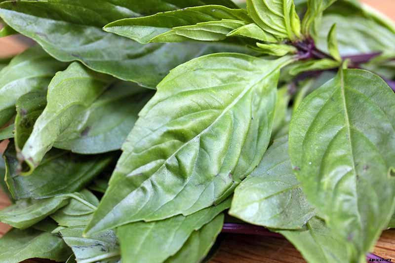 How to Grow Thai Basil in Your Herb Garden