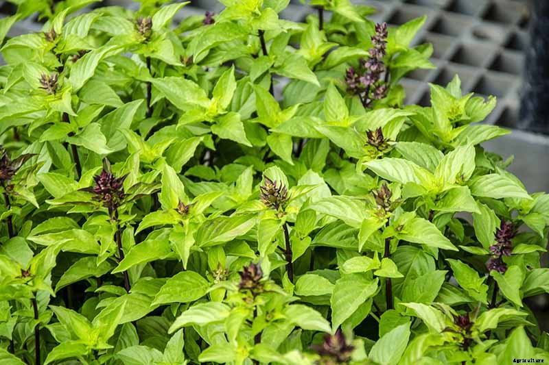 How to Grow Thai Basil in Your Herb Garden