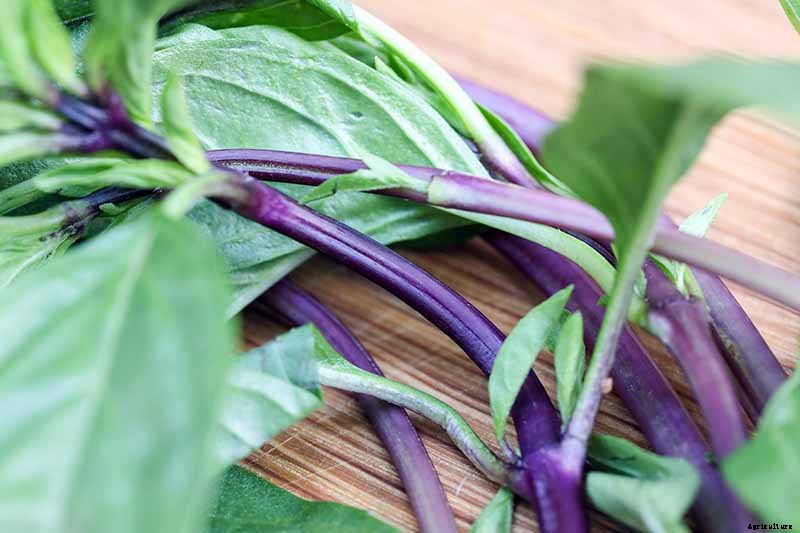 How to Grow Thai Basil in Your Herb Garden