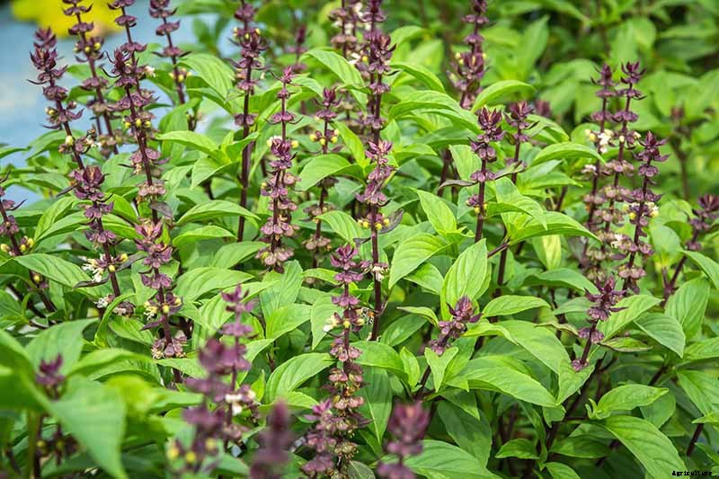 How to Grow Thai Basil in Your Herb Garden