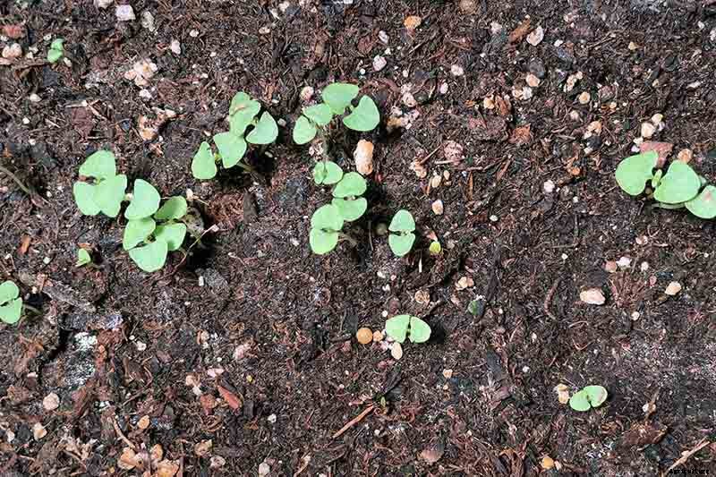 How to Grow Thai Basil in Your Herb Garden