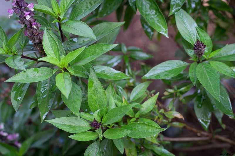 How to Grow Thai Basil in Your Herb Garden