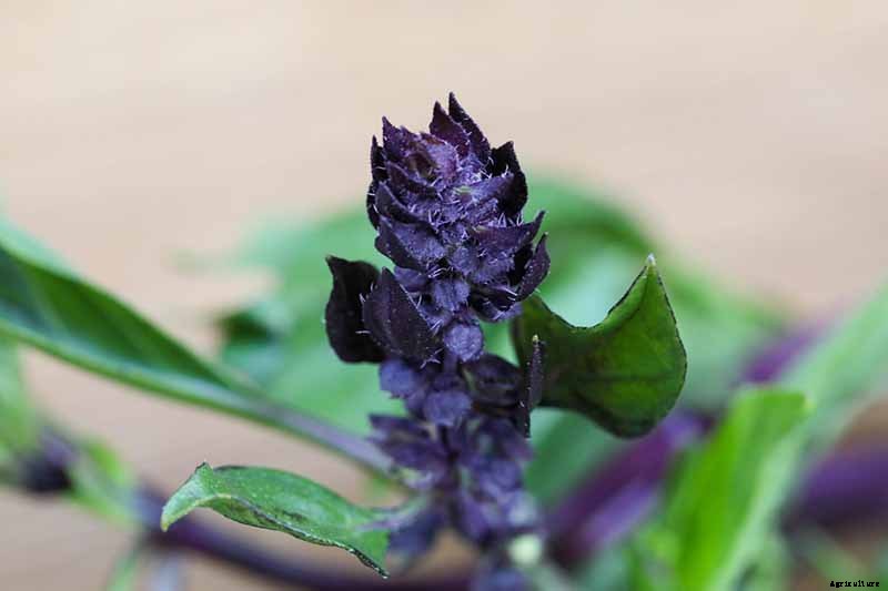How to Grow Thai Basil in Your Herb Garden