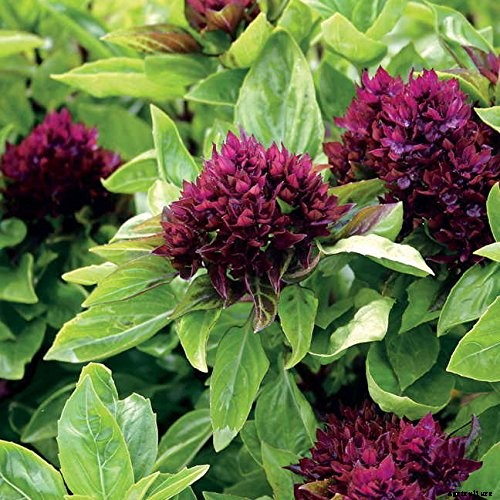 How to Grow Thai Basil in Your Herb Garden